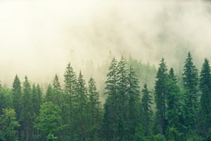 why are forests important for mitigating climate change