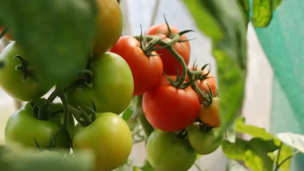 Image showing ripe and unripe tomatoes