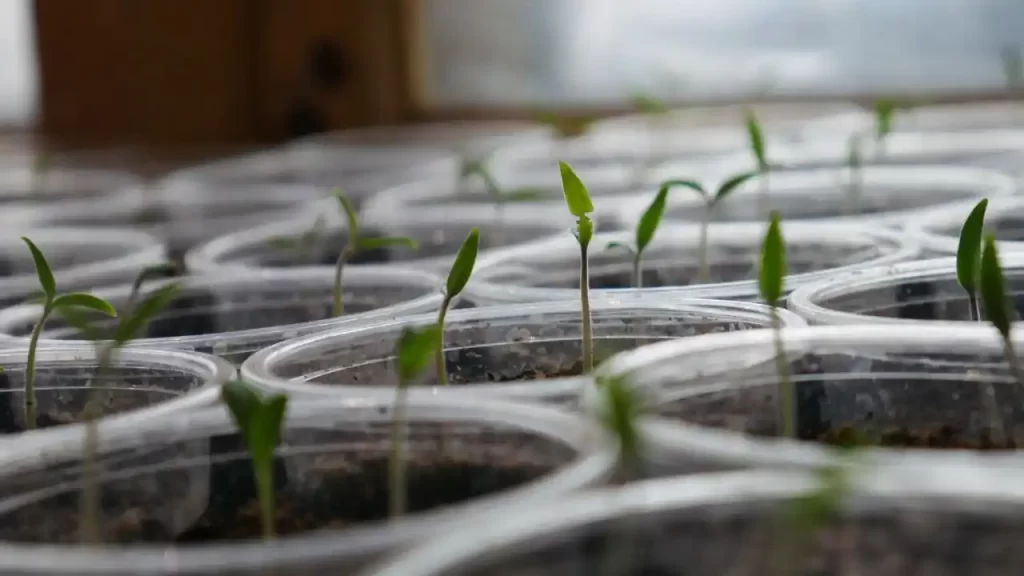 tomato plants