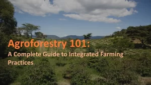 Agroforestry